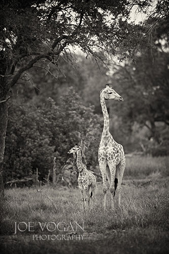 Southern Giraffe, Okavango Delta, Botswana